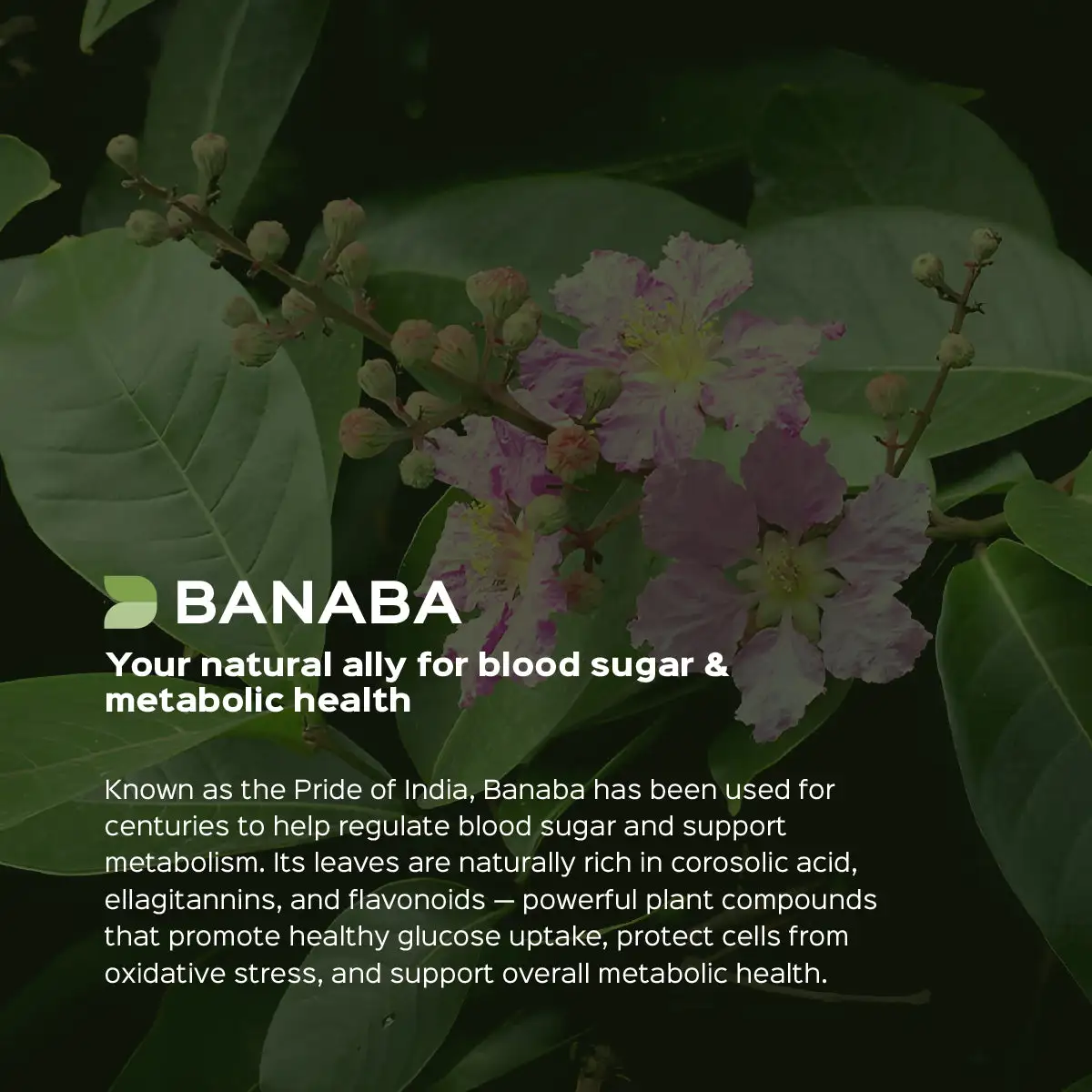 How Does Corosolic Acid Work?