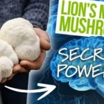 Lions Mane Mushroom Benefits for Memory and Focus