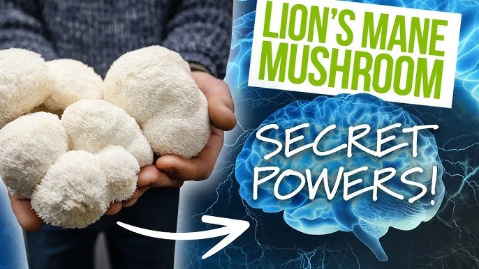 Lions Mane Mushroom Benefits for Memory and Focus